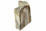 Polished, Petrified Wood (Metasequoia) Stand Up - Oregon #185147-2